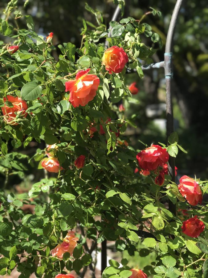 كاليستوغا، نابا، كاليفورنيا Trailside Inn Bed And Breakfast المظهر الخارجي الصورة
